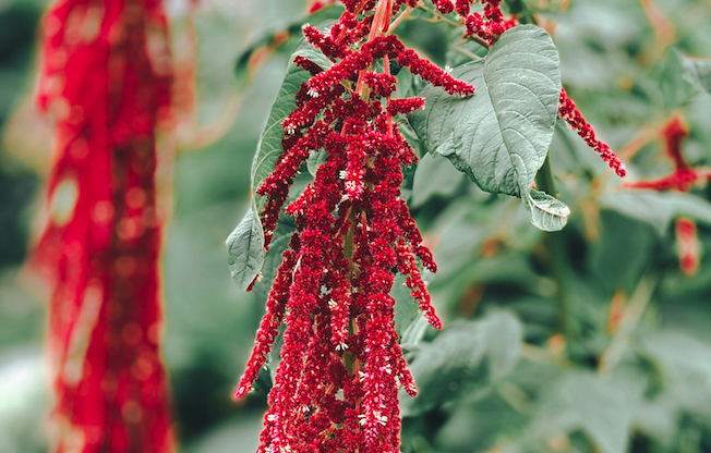 Amaranth