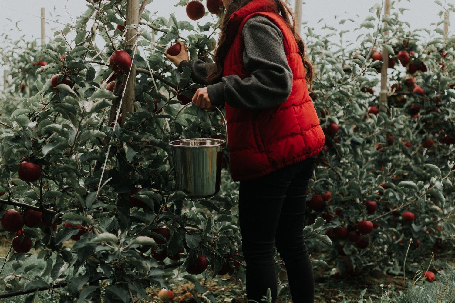 Compotes en bocaux bio