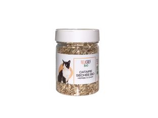 Herbe à chat bio