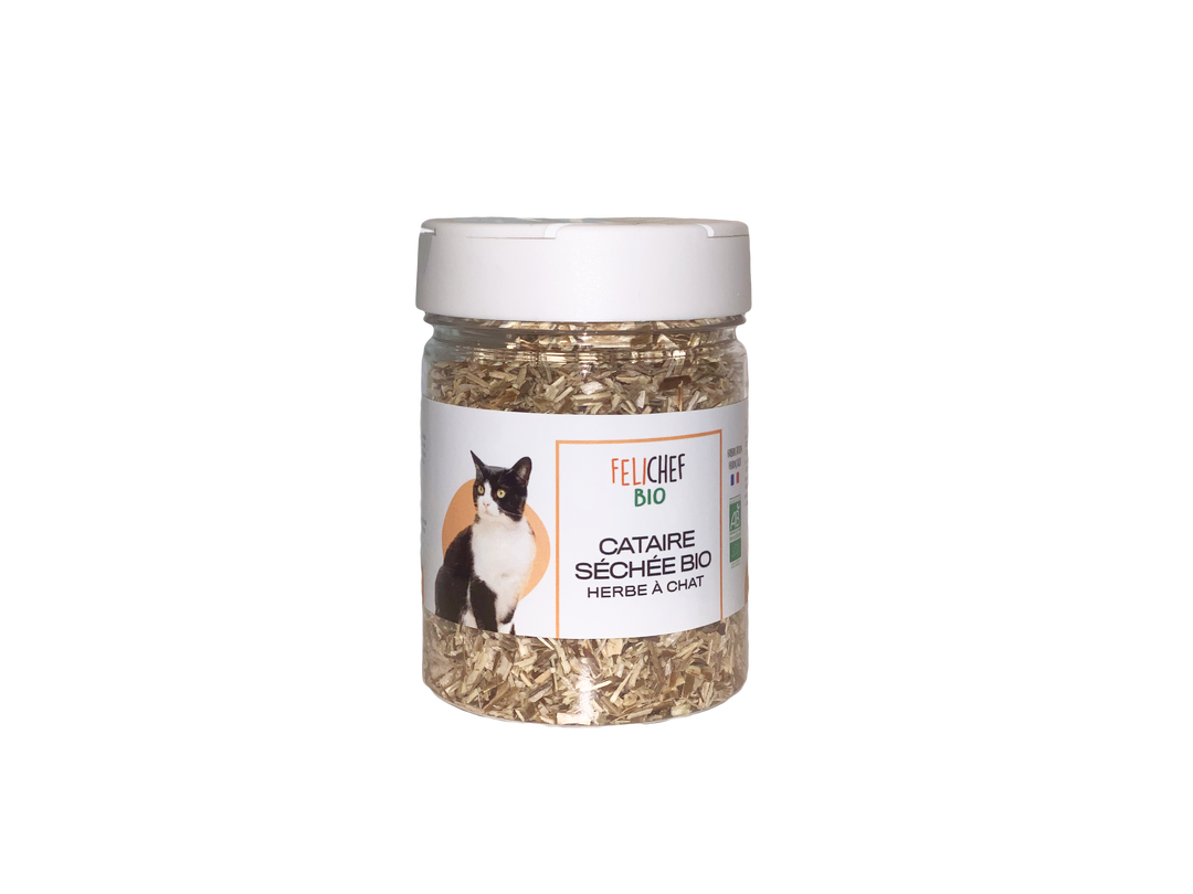 Herbe à chat bio