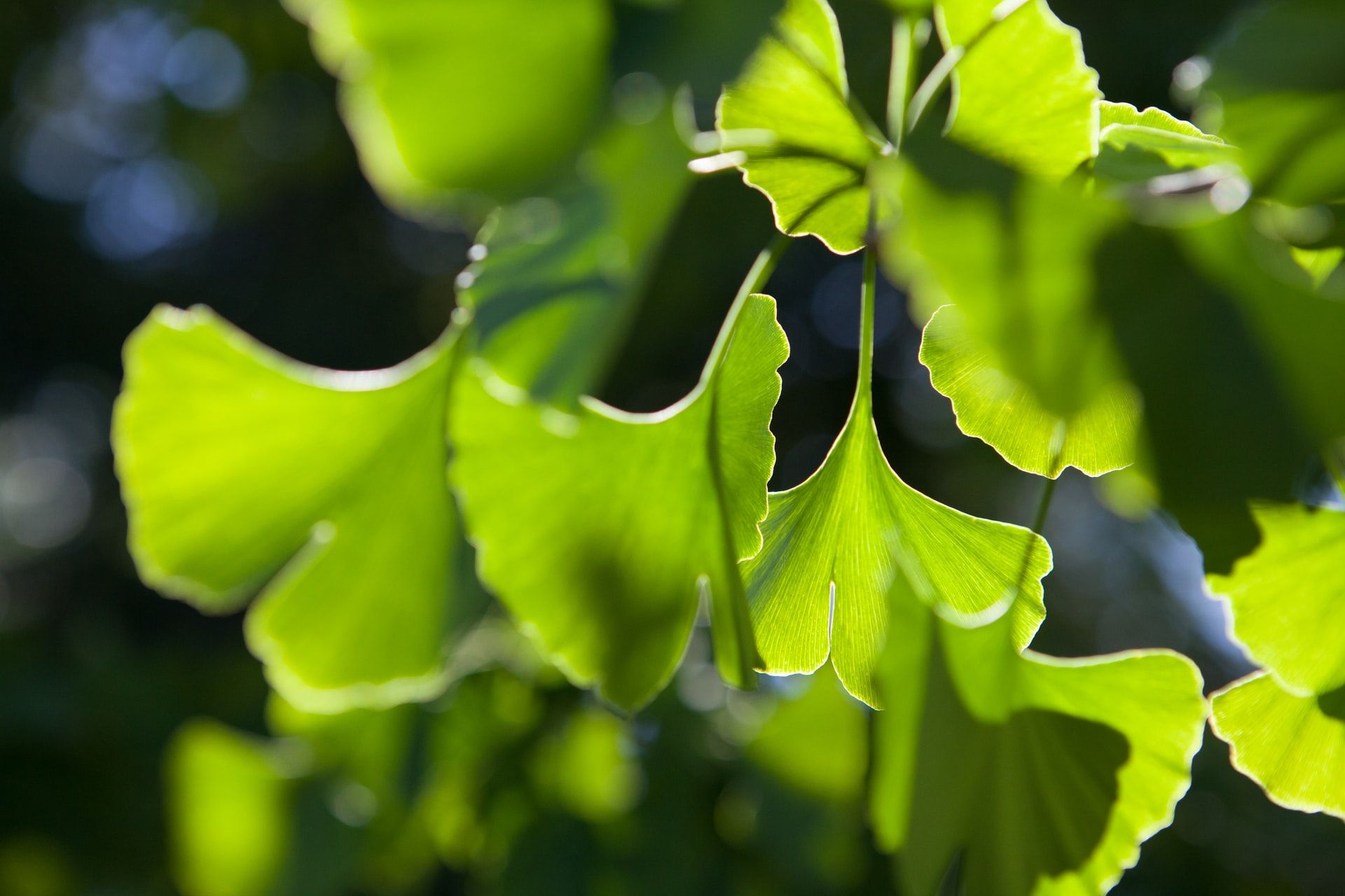 Ginkgo bio