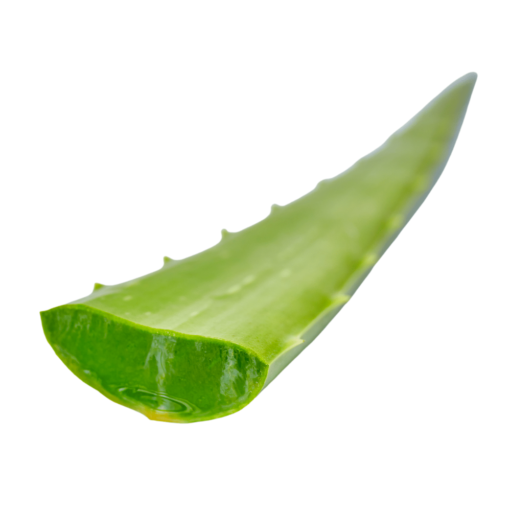 Feuille aloe vera bio origine Espagne