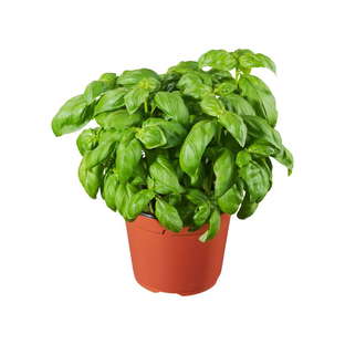 Basilic en Pot Bio Origine France
