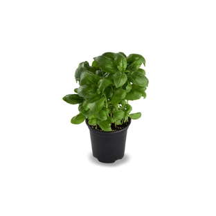 Basilic en Pot Bio Origine France
