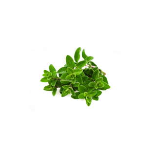 Botte d'Origan Bio Origine France