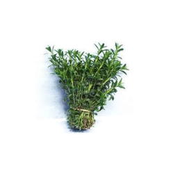 Botte de Sarriette Bio Origine France