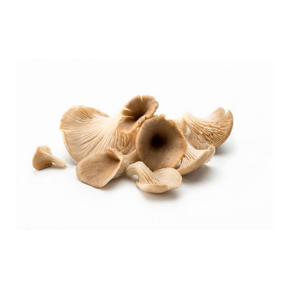 Champignons pleurotes bio origine France