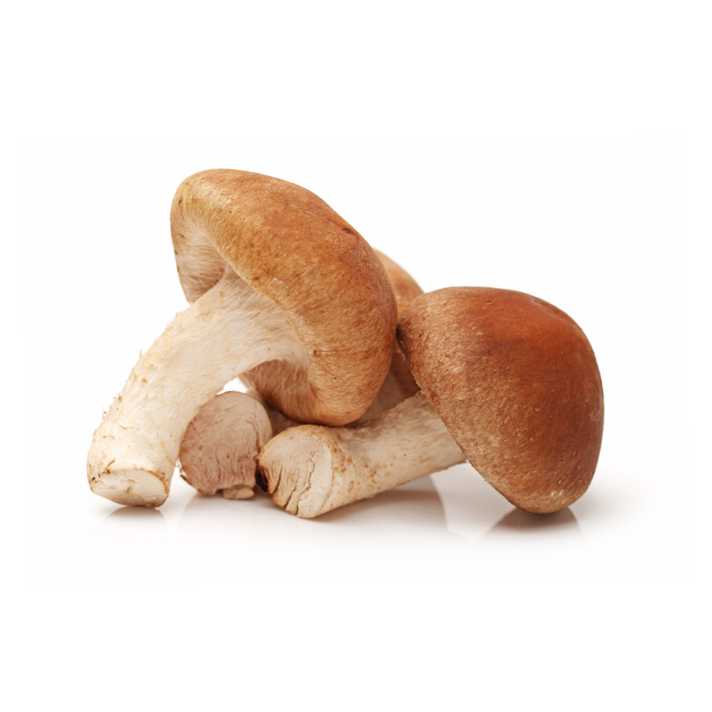 Champignons shiitaké bio origine France