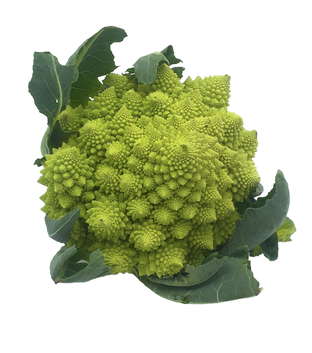 Chou romanesco petit calibre bio origine Espagne