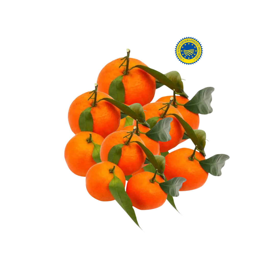 Clémentines bio origine Corse
