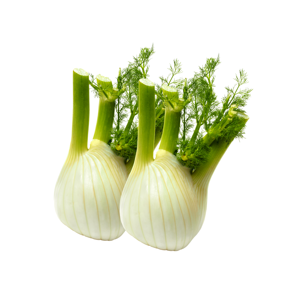 Lot de Fenouils Bio Origine France x 2