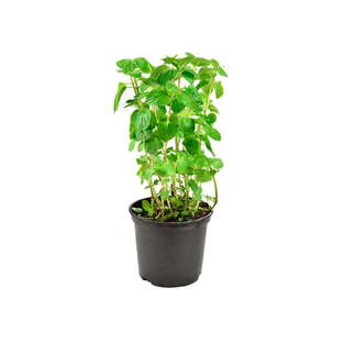 Menthe en pot bio origine France