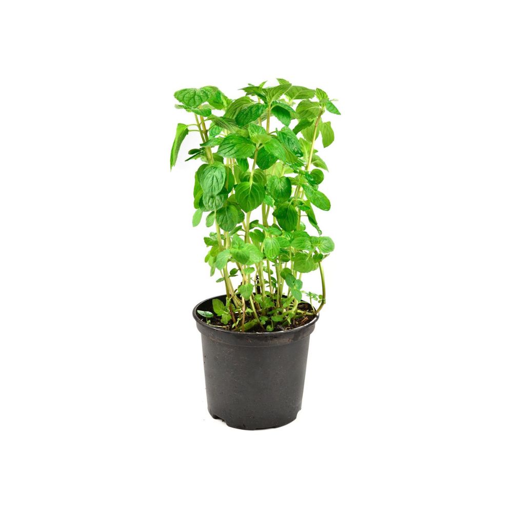 Menthe en pot bio origine France