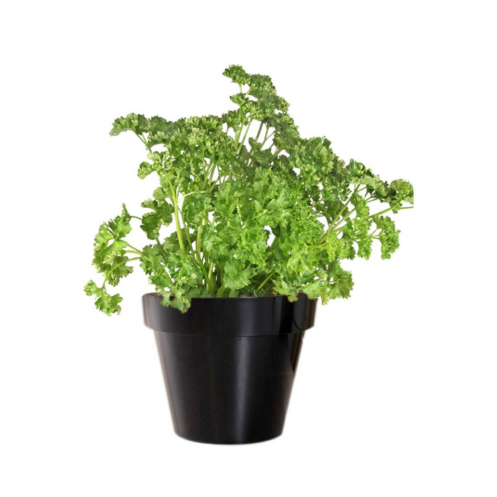 Persil frisé en pot bio origine France