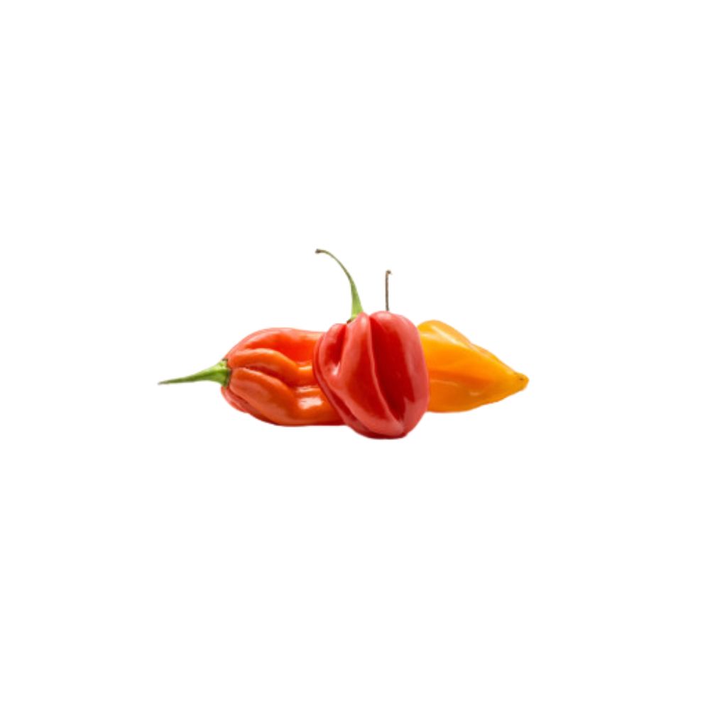 Piment habanero bio origine Italie