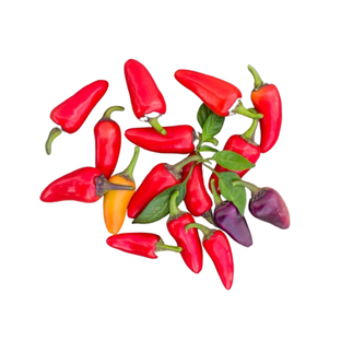 Piment aurora mini bio origine France