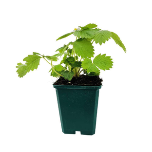 Plant de fraisier bio origine France