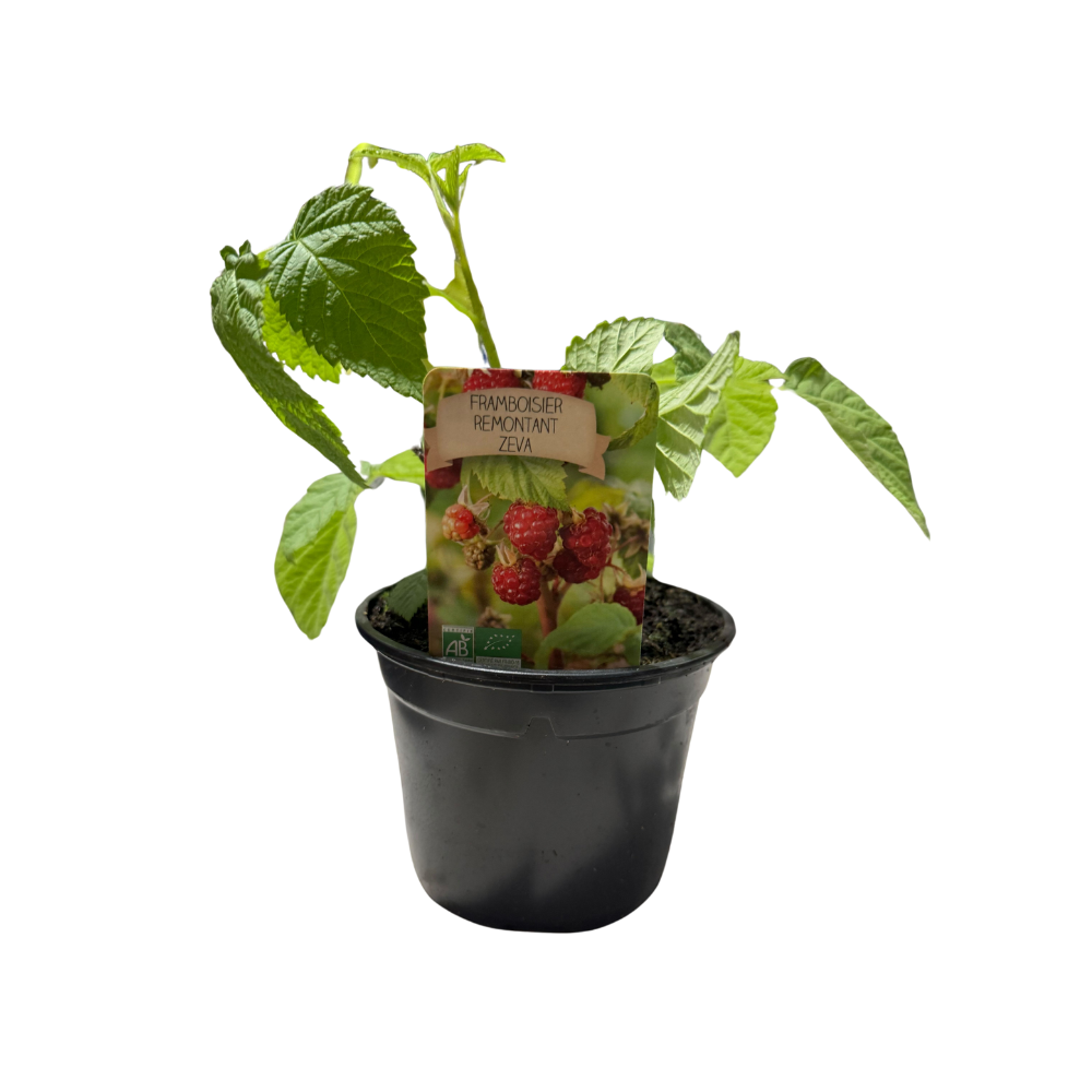 Plant de framboisier remontant bio origine France