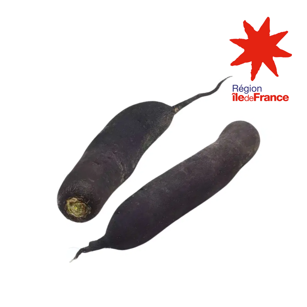 Radis noir bio origine île de France