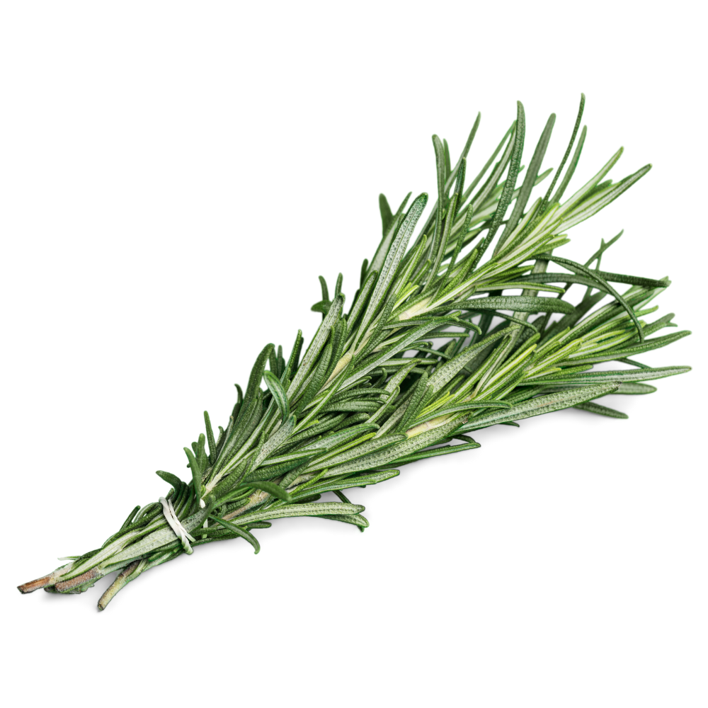 Romarin en bouquet bio origine France