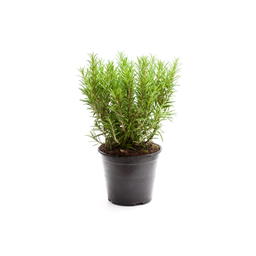 Romarin en pot bio origine France