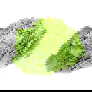 Salade Blonde Bio Origine France