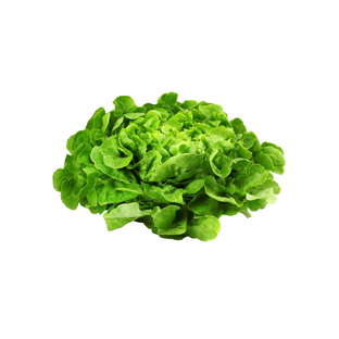 Salade Feuille de Chêne Bio Origine France
