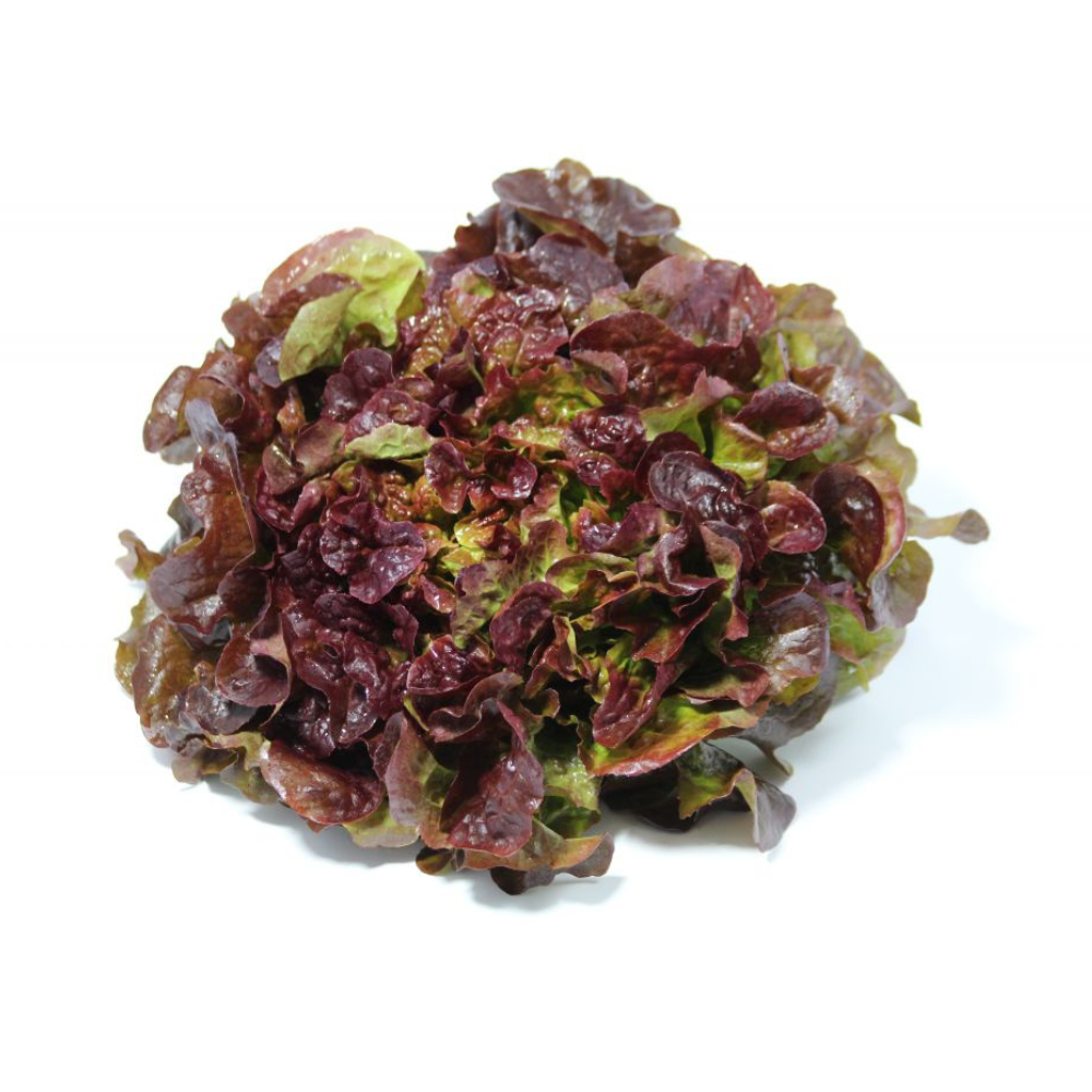 Salade feuille de chêne rouge bio origine France