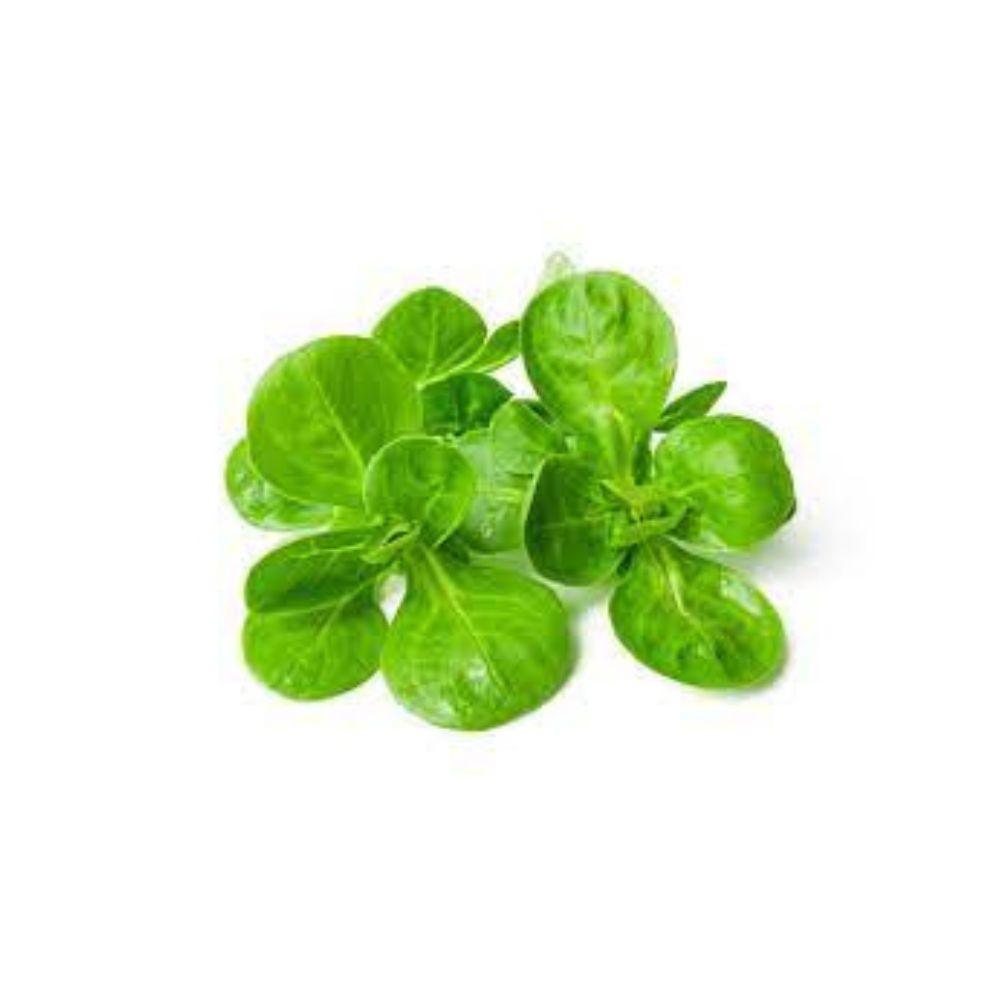 Salade mâche bio origine France