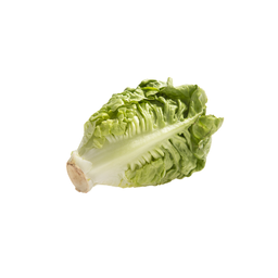 Salade sucrine bio origine France