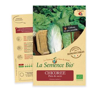 Graines Bio Chicorée dit Pain de Sucre