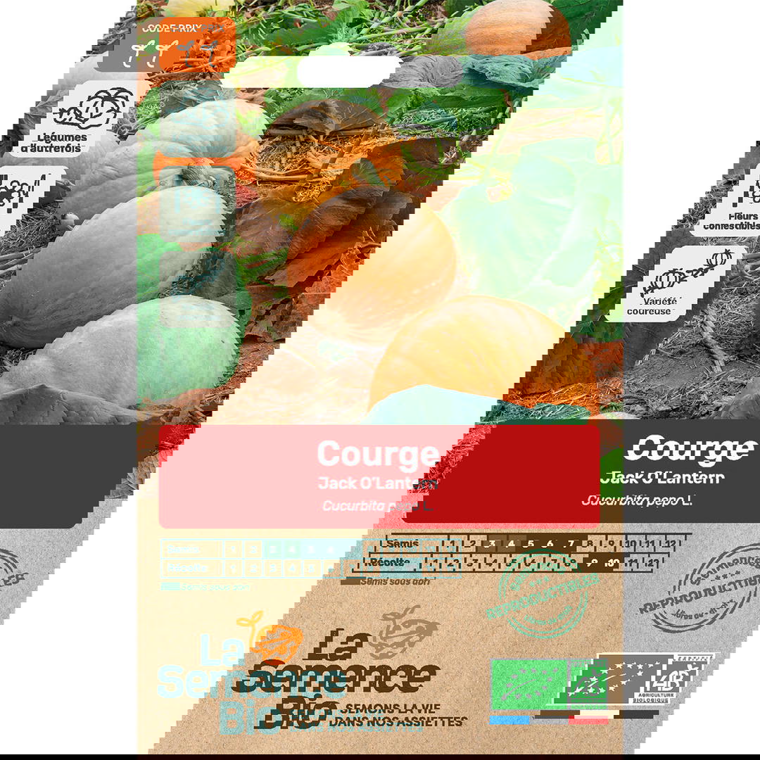 Graines Bio Courge Jack O'Lantern