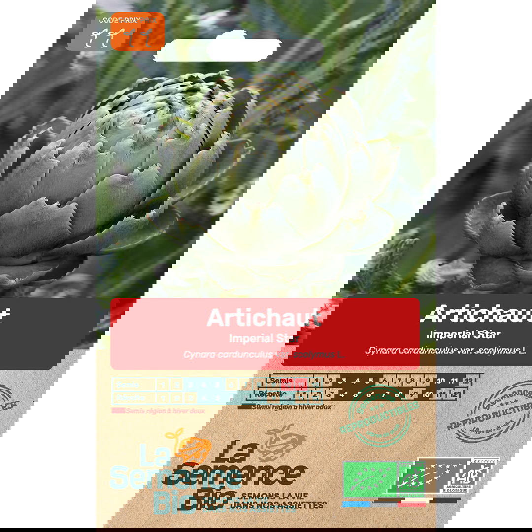 Graines bio de artichaut impérial star