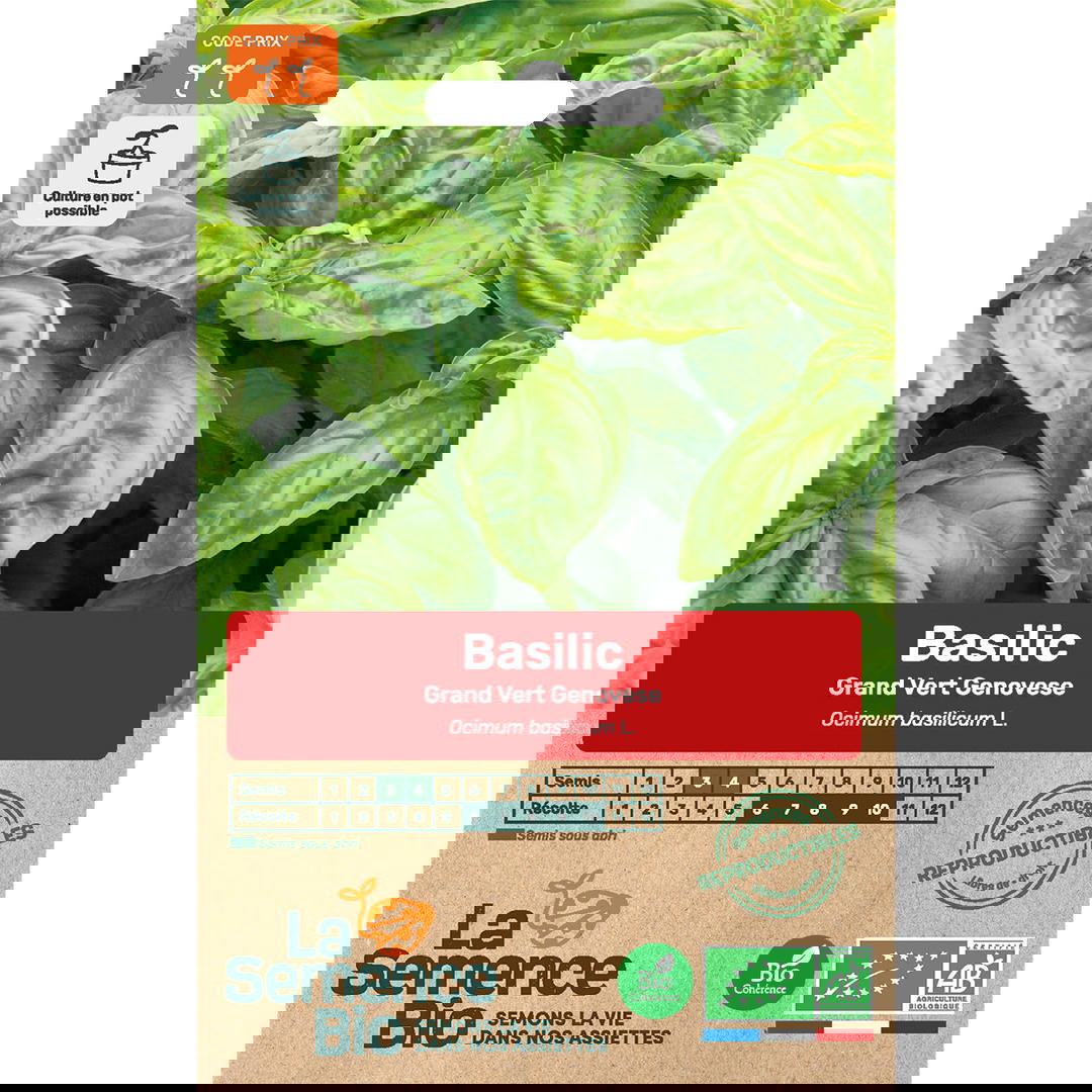 Graines Bio de Basilic Genovese Type Grand Vert