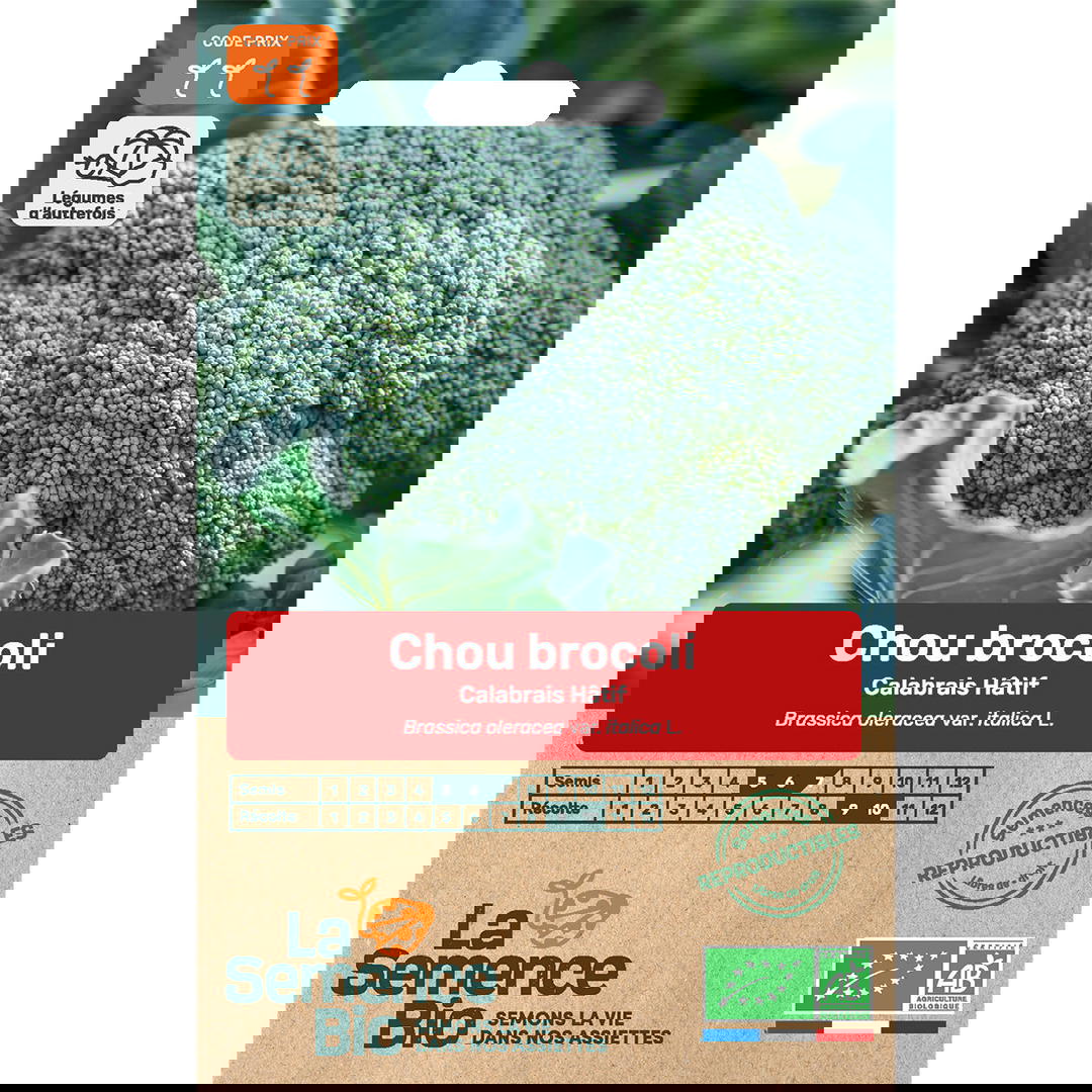 Graines Bio de Brocoli Calabrais Hâtif