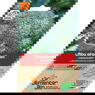 Graines Bio de Brocoli Calabrais Hâtif