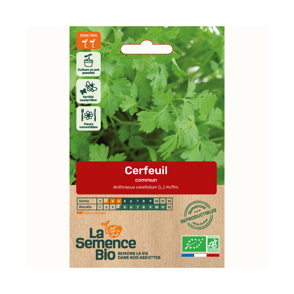 Graines bio de cerfeuil commum
