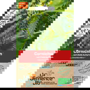 Graines bio de cornichon vert petit de paris