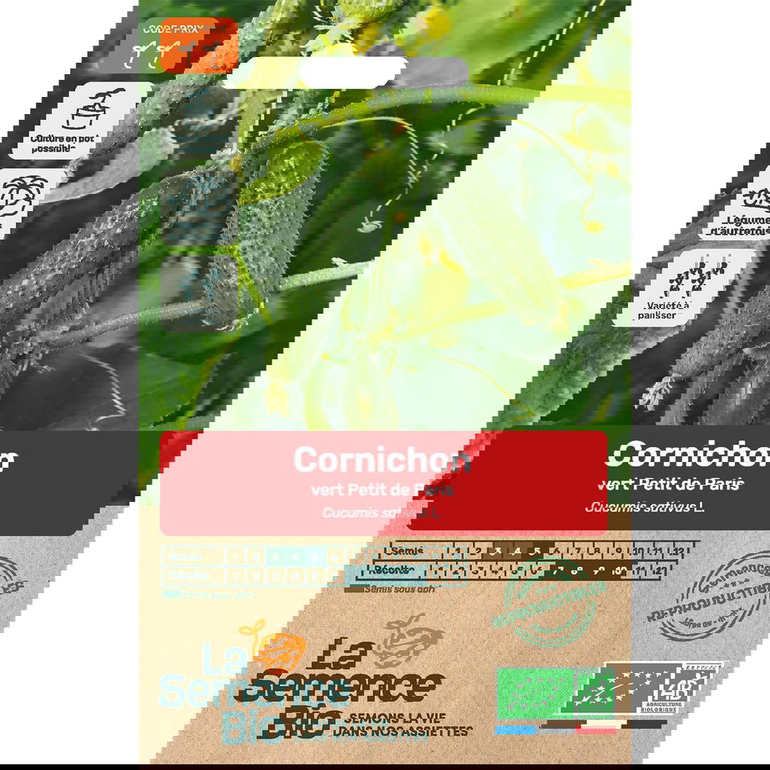 Graines bio de cornichon vert petit de paris