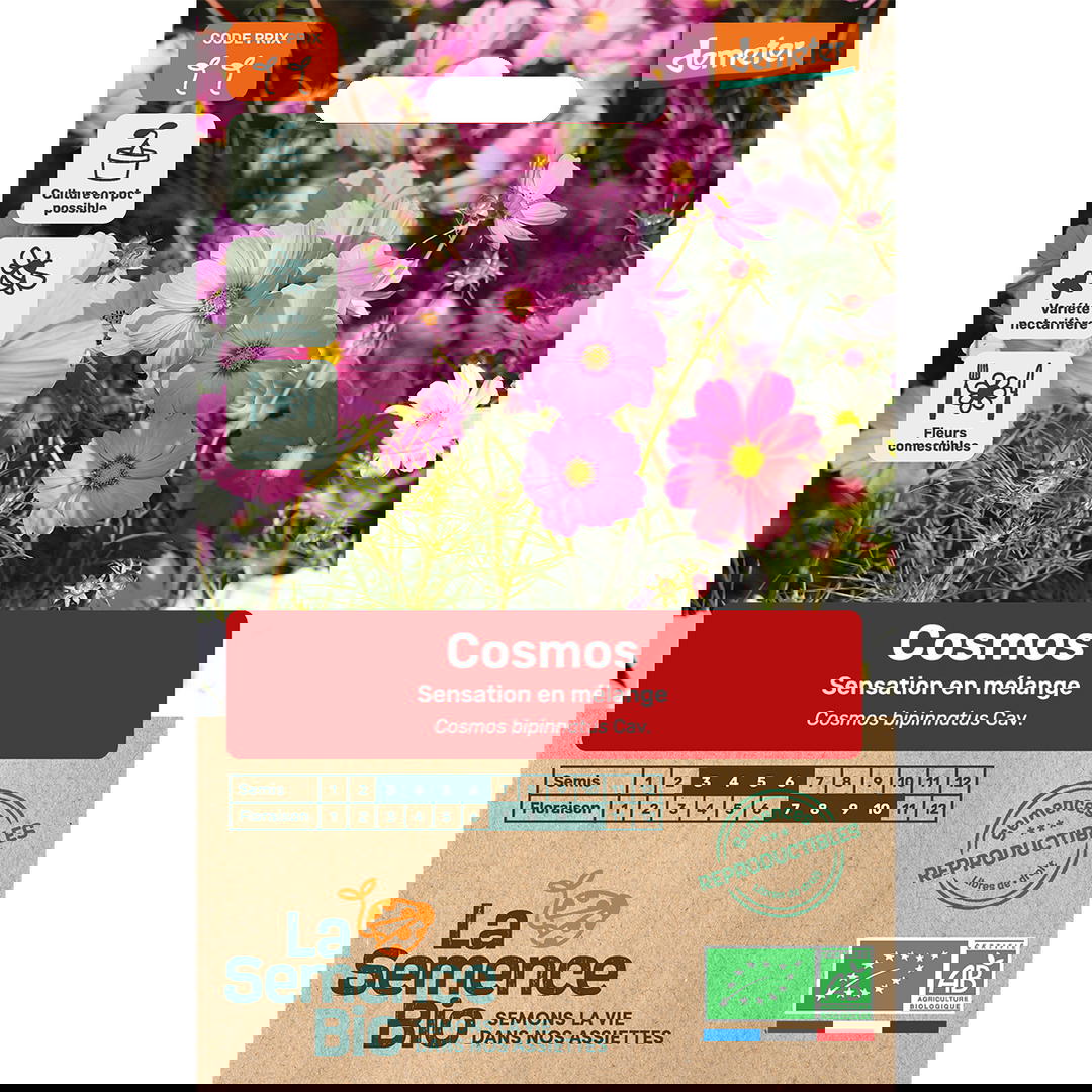 Graines bio de Cosmos sensation en mélange