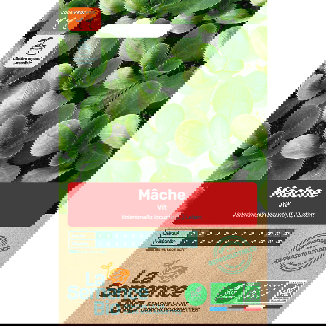 Graines bio de mâche vit