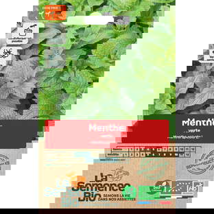 Graines bio de menthe verte