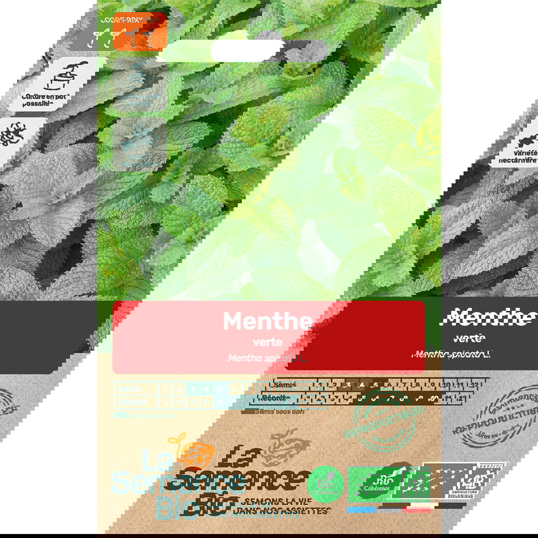Graines bio de menthe verte
