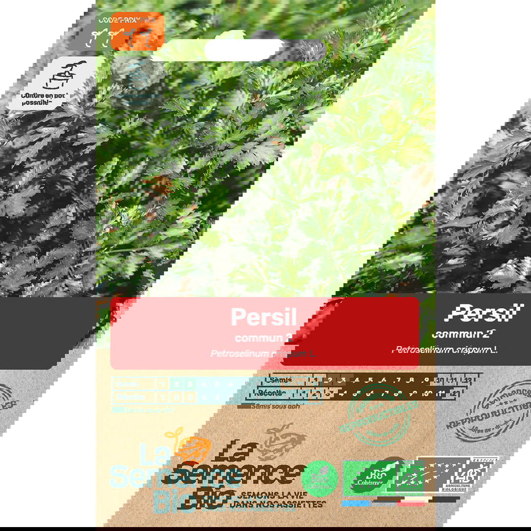 Graines bio de persil commun