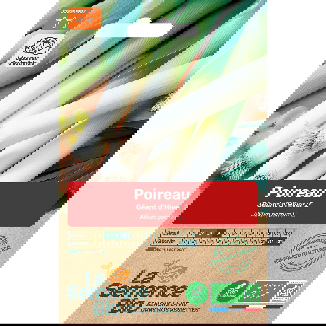Graines bio de poireau géant d'hiver