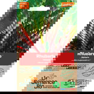 Graines bio de rhubarbe victoria