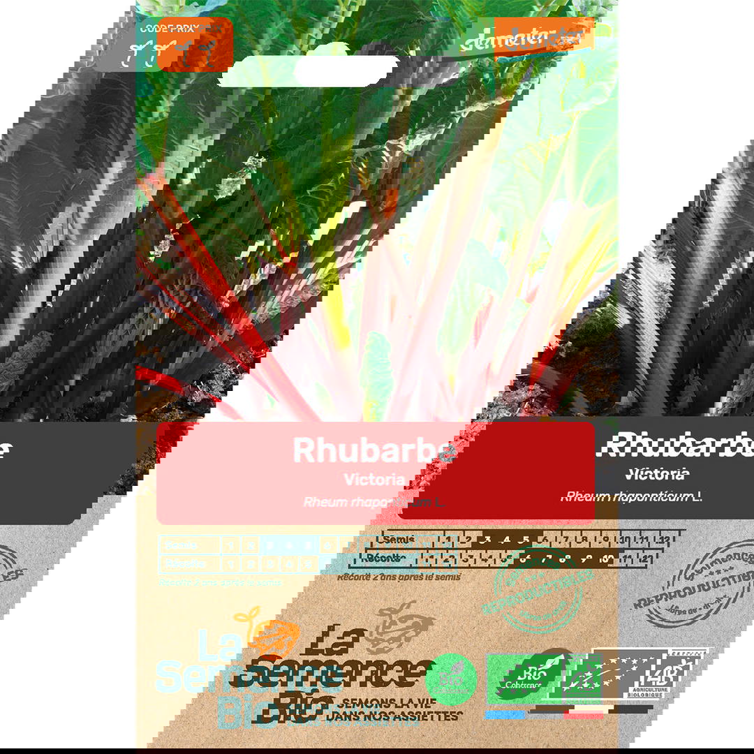 Graines bio de rhubarbe victoria