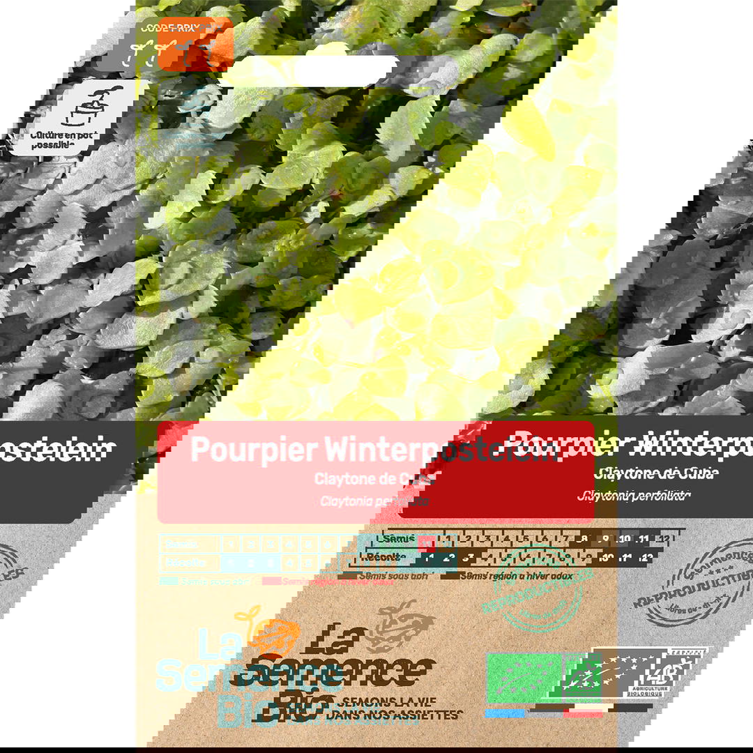Graines Bio Pourpier Winterpostlein Claytone Cuba