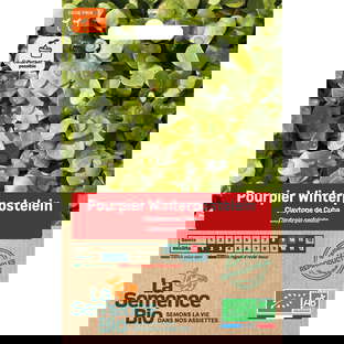 Graines Bio Pourpier Winterpostlein Claytone Cuba