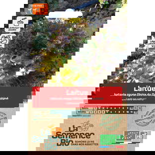 Graines Bio Laitue Batavia Rouge Gloire du Dauphiné